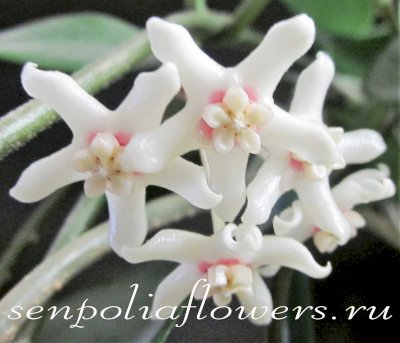 Hoya Australis 